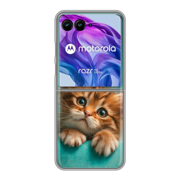 Пластиковый чехол на Motorola Razr 50 Ultra с принтом котенок